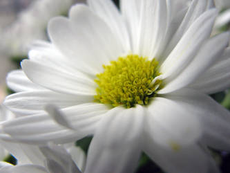 White Flower Stock 2