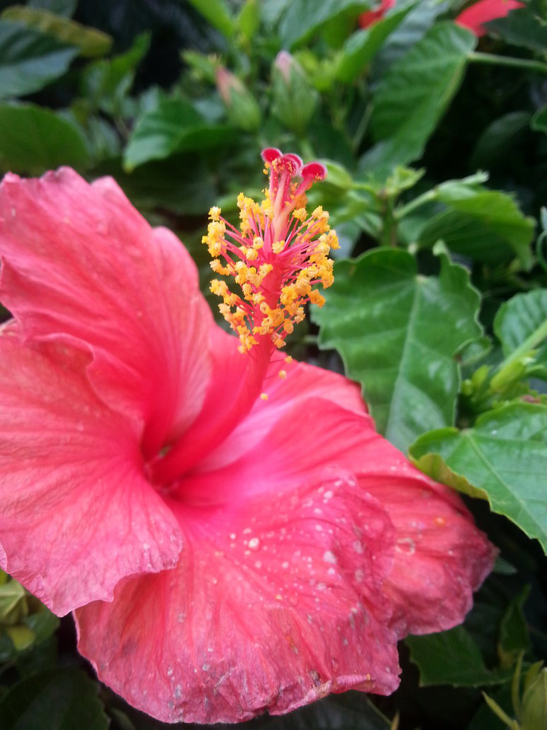 Pink Hibiscus Series (3/3)