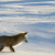 Fox jumping into the snow by RadicalSabbath on DeviantArt