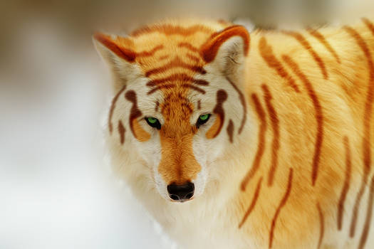 Tiger Wolf