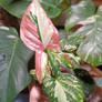 Syngonium tricolor (and more)