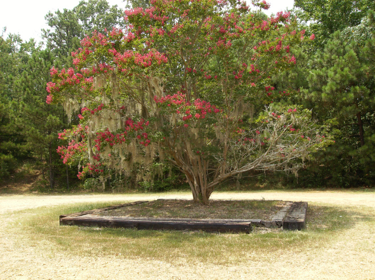 Fushia Crape Myrtle Tree