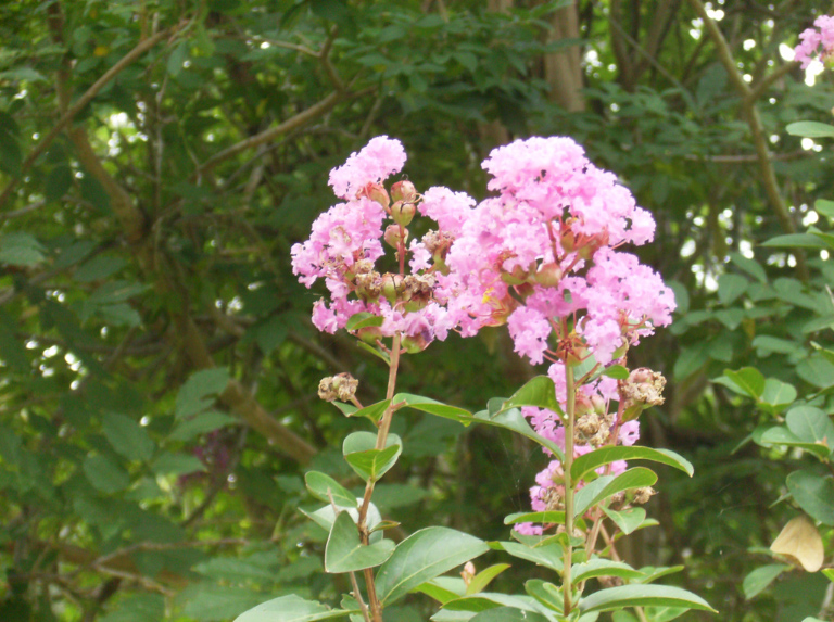 Pink Crape Myrtle flowers