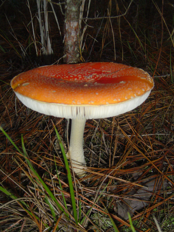 Large orange toadstool