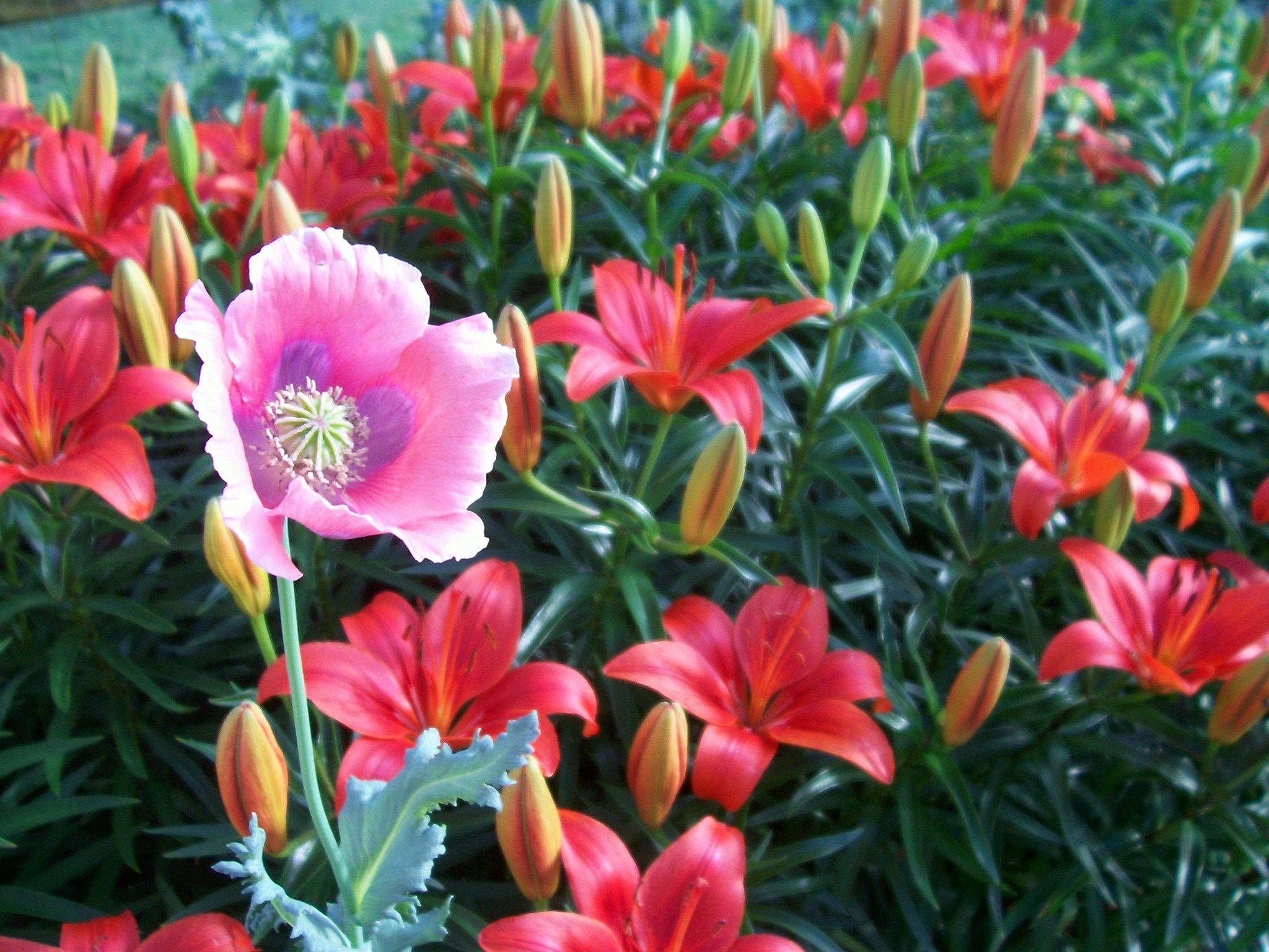 A Poppy Among the Lilies