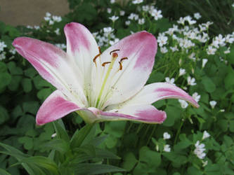 Revival of the Lilies (1)