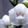 Dove Orchid