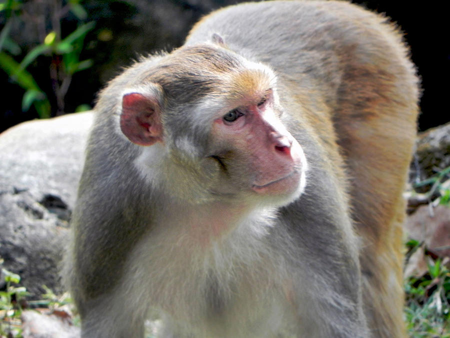 Primates Deviantart Primate by Jac888 on DeviantArt