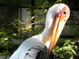 Stork