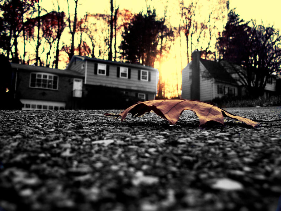 Random Photography... by DoINeedToKnow on DeviantArt
