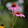 Flowers in the afternoon