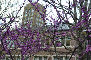 Purple Flowers