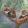 Red Pandas