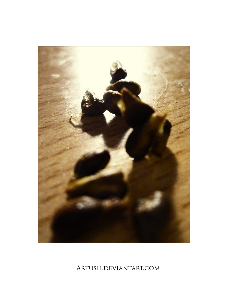 Seeds