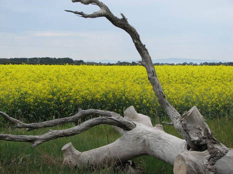 dead wood canola