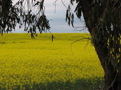 gumtree canola