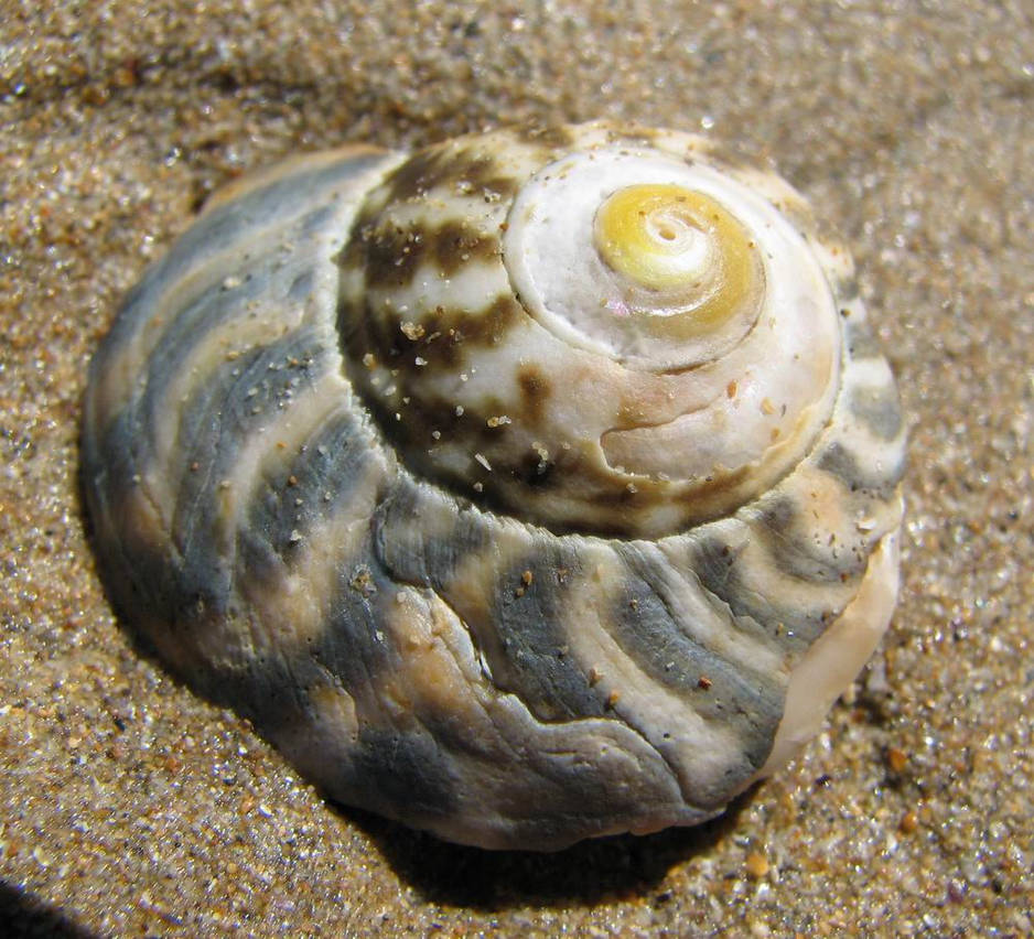 outer shell by caro-j on DeviantArt