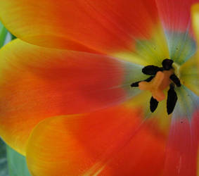 colours of a tulip