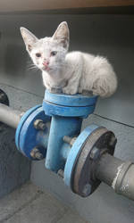 Street Kitten