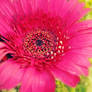 Pink Flower