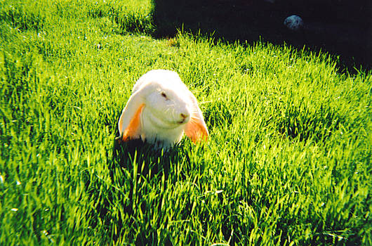 Bunny in grass