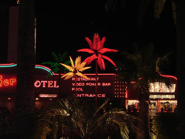 Neon Palm Trees