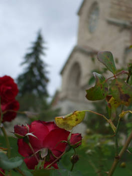 Roses on a Hillside