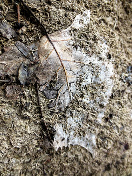 Decaying Leaf