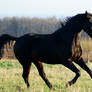 Sunny Cantering Horse