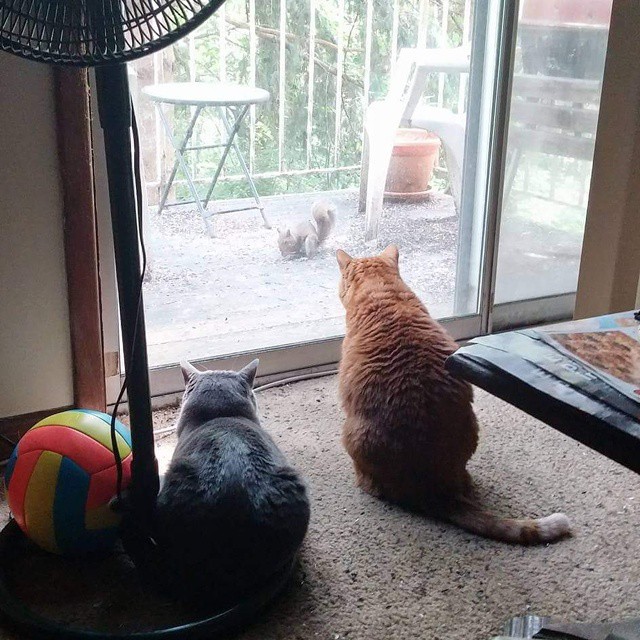 Sammy and Bengal plus squirrel