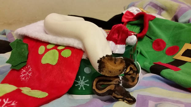 I'm dreaming of a Pied Christmas 
