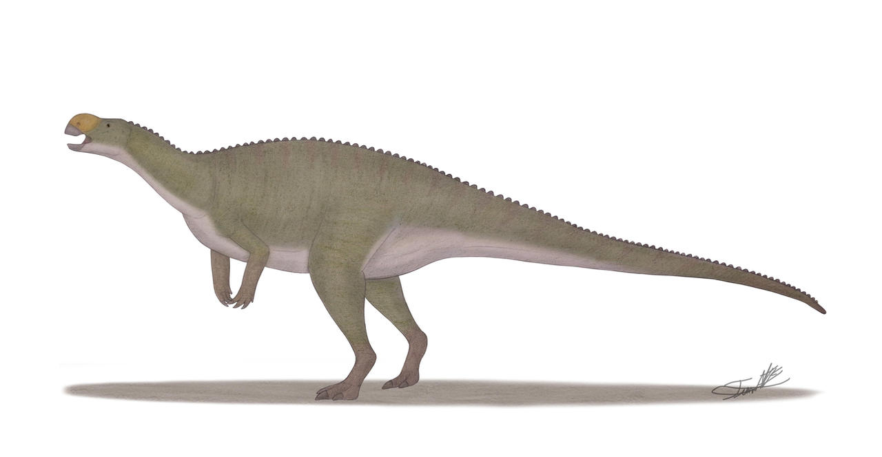 Muttataurus Muttaburrasaurus by Angeloraptorex230 on DeviantArt