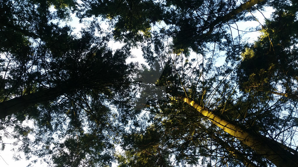 Treeview From Up up view of tree by artgirl25 on DeviantArt