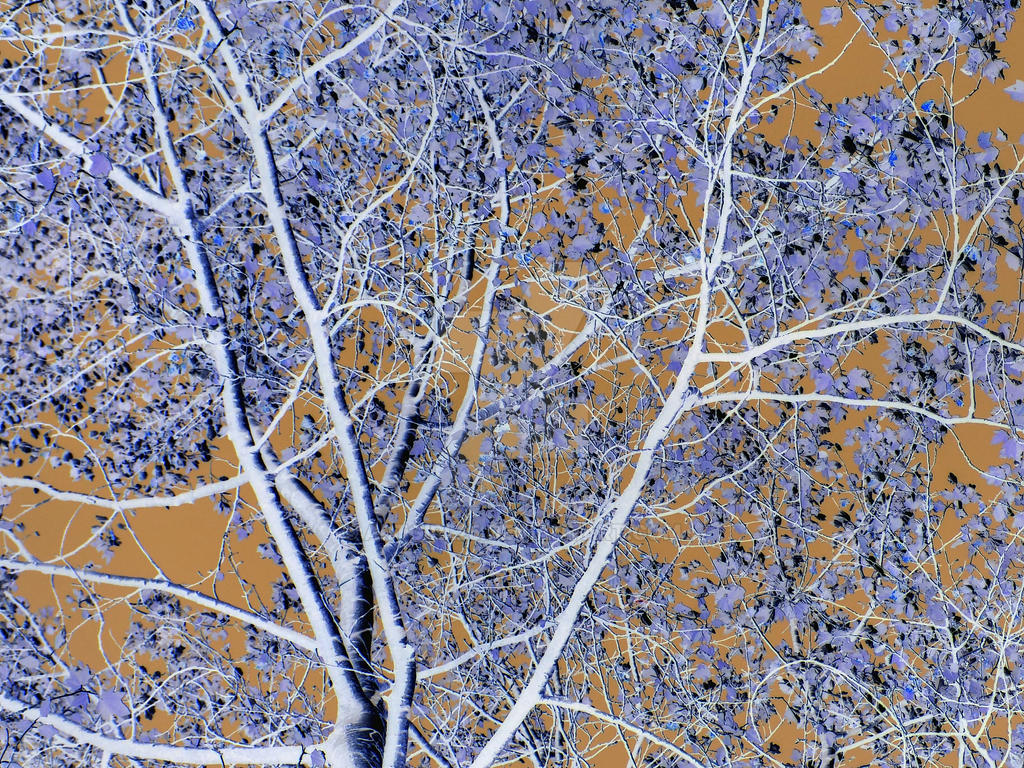 negative effect tree by artgirl25 on DeviantArt