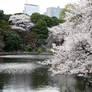 Sakura tree 1