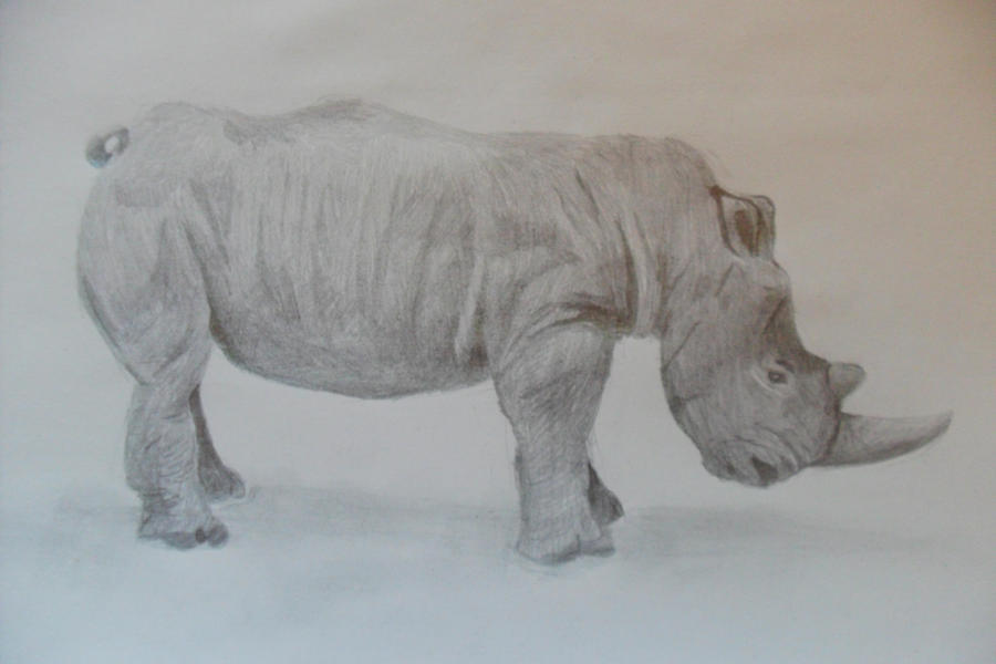 Rhinoceros