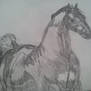 Arabian Horse 3