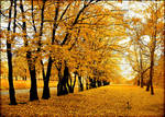 Polish autumn... by Pharaun333