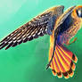 American Kestrel