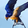 36. barn swallow