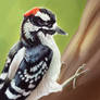 87. downy woodpecker