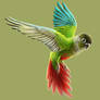 240. Green Cheeked Conure