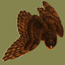 261. Melanistic Barn Owl