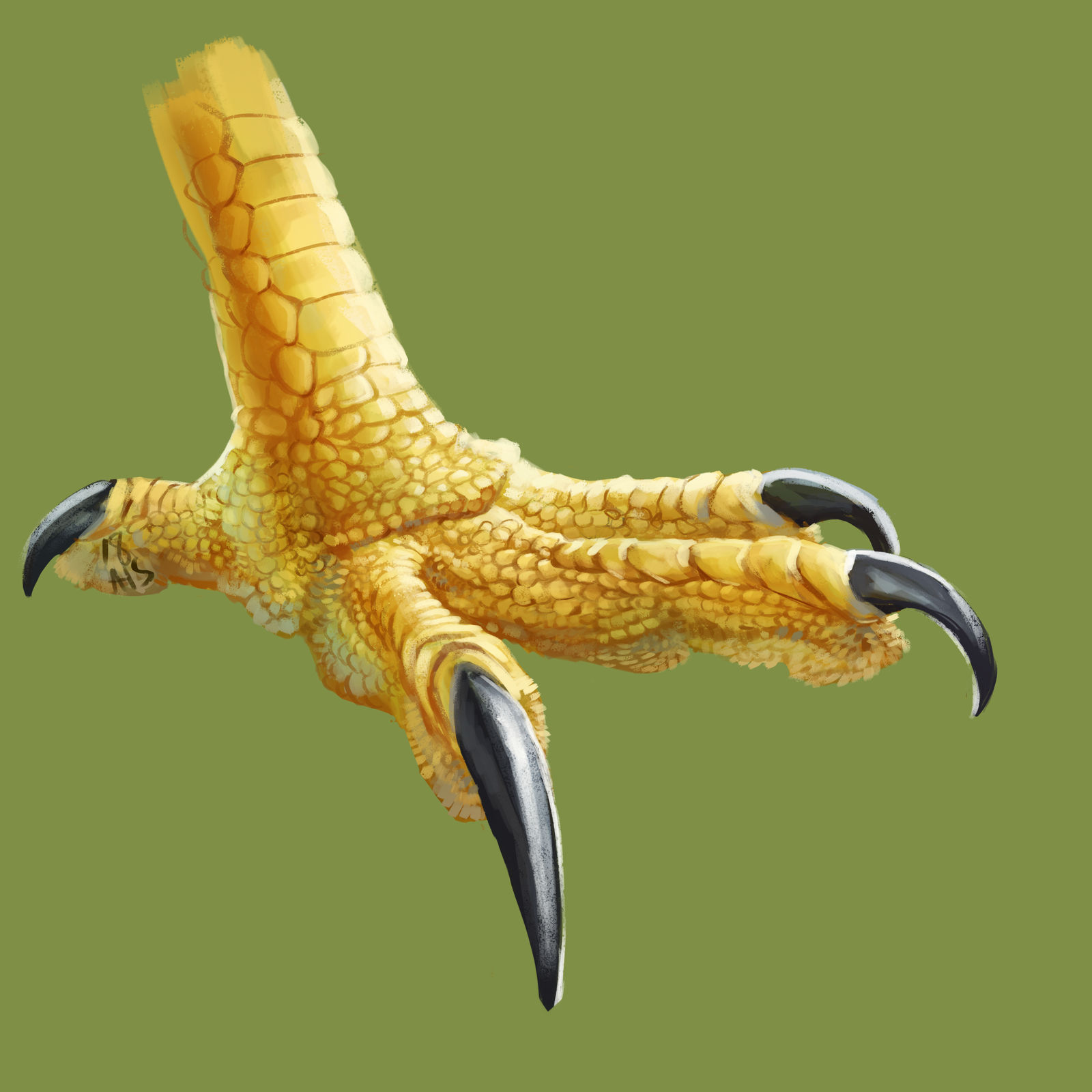 295. A Raptor Foot by triruntu on DeviantArt