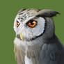 328. Southern White Faced Owl