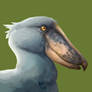 379. Shoebill