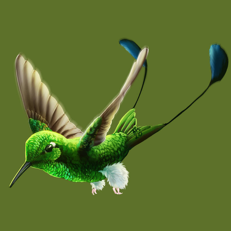385. White Booted Racket Tail by triruntu on DeviantArt
