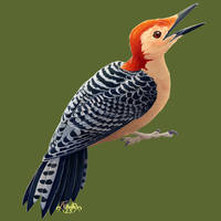 502. Red-Bellied Woodpecker