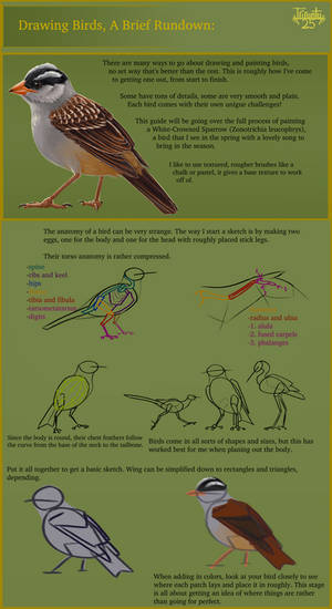 A Brief Rundown on Drawing Birds