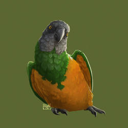 635. African Senegal Parrot
